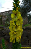 immagine 75 di 80